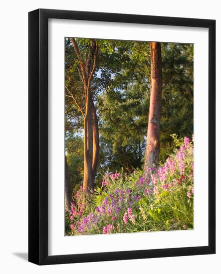 Sunset Colors on Lupines, Olympic Peninsula, Washington, USA-Tom Norring-Framed Photographic Print