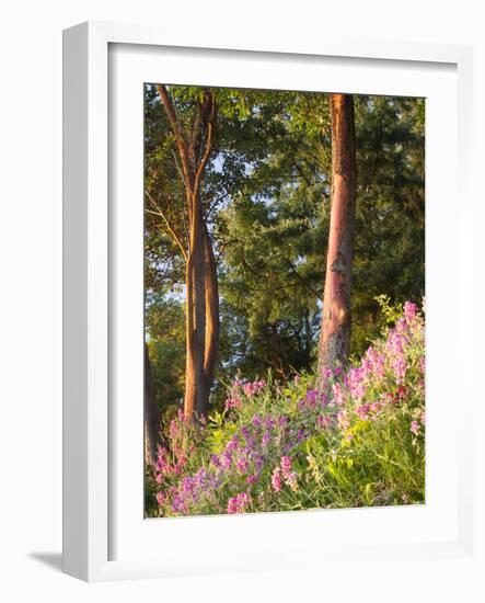 Sunset Colors on Lupines, Olympic Peninsula, Washington, USA-Tom Norring-Framed Photographic Print