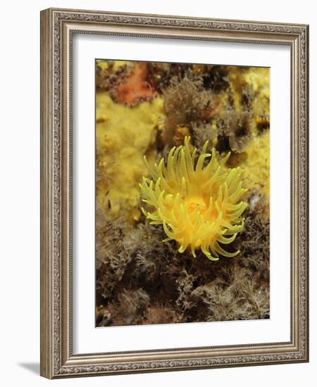 Sunset Cup Coral - Yellow Cave Coral, on Sponge Covered Rock Face, Lundy Island, Devon, England-Linda Pitkin-Framed Photographic Print