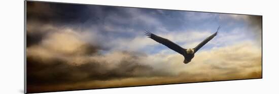 Sunset Flight-Jai Johnson-Mounted Giclee Print