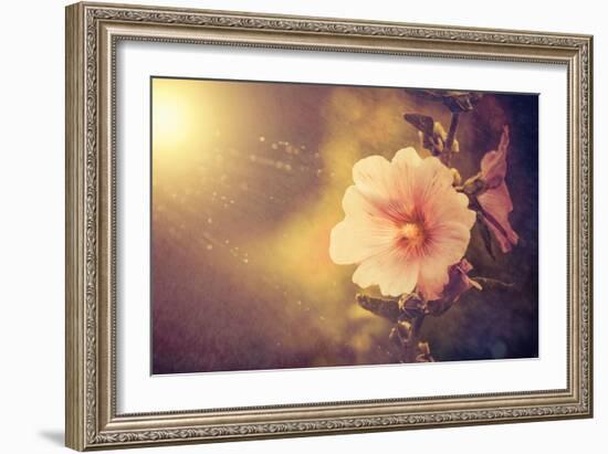 Sunset Flower-Alexey Rumyantsev-Framed Photographic Print