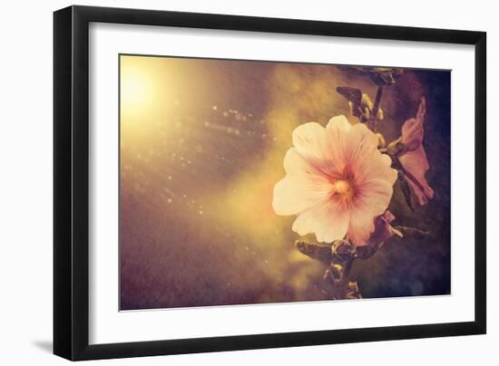 Sunset Flower-Alexey Rumyantsev-Framed Photographic Print