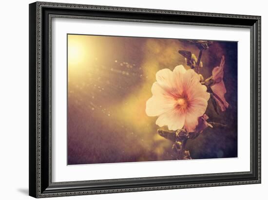 Sunset Flower-Alexey Rumyantsev-Framed Photographic Print