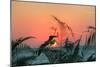 Sunset Gull and Fronds-Robert Goldwitz-Mounted Photographic Print