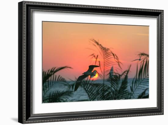 Sunset Gull and Fronds-Robert Goldwitz-Framed Photographic Print