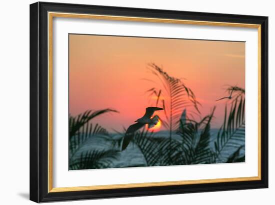 Sunset Gull and Fronds-Robert Goldwitz-Framed Photographic Print