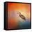 Sunset Heron-Jai Johnson-Framed Premier Image Canvas