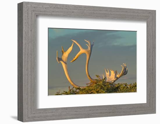 Sunset illuminates Caribou antlers on sandy ground, Northwest Territories, Canada.-Janis Miglavs-Framed Photographic Print