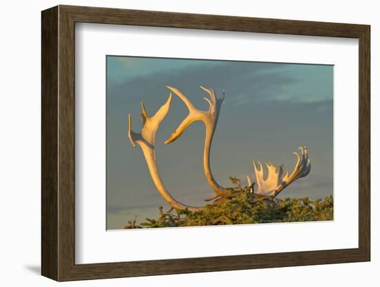 Sunset illuminates Caribou antlers on sandy ground, Northwest Territories, Canada.-Janis Miglavs-Framed Photographic Print