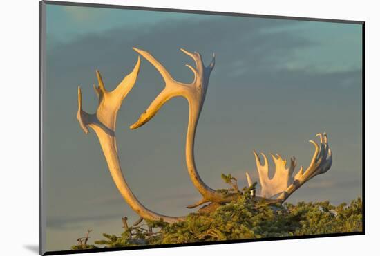 Sunset illuminates Caribou antlers on sandy ground, Northwest Territories, Canada.-Janis Miglavs-Mounted Photographic Print