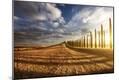 Photographic Print