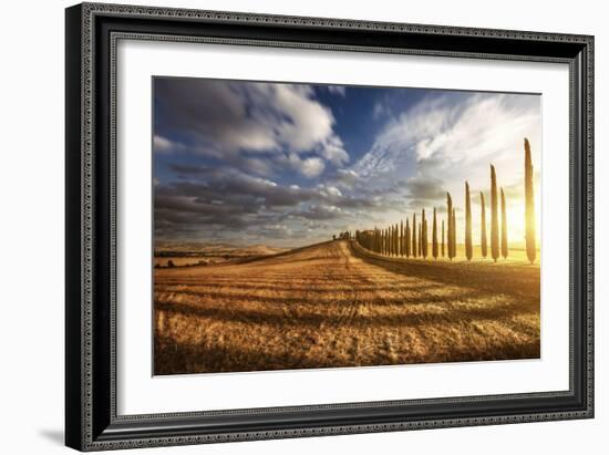 Sunset in a Golden Field with an Alley of Cypress Trees, Tuscany, Italy-null-Framed Photographic Print