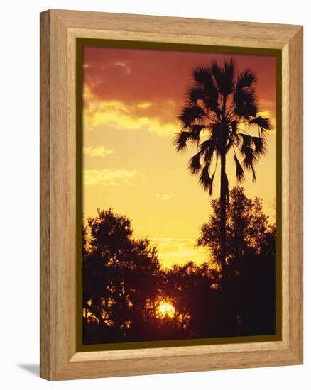 Sunset in Botswana-Stuart Westmorland-Framed Premier Image Canvas