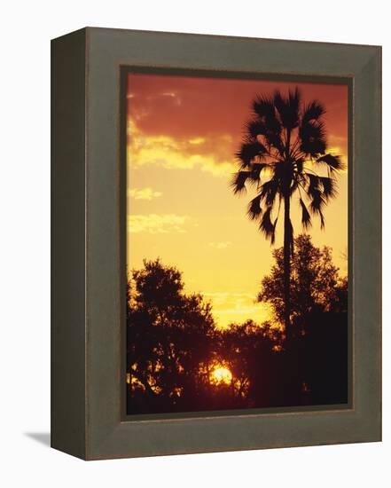 Sunset in Botswana-Stuart Westmorland-Framed Premier Image Canvas