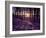 Sunset in Pine Forest in Jekkele, Sweden-Mark Hannaford-Framed Photographic Print