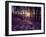 Sunset in Pine Forest in Jekkele, Sweden-Mark Hannaford-Framed Photographic Print