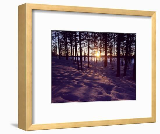 Sunset in Pine Forest in Jekkele, Sweden-Mark Hannaford-Framed Photographic Print