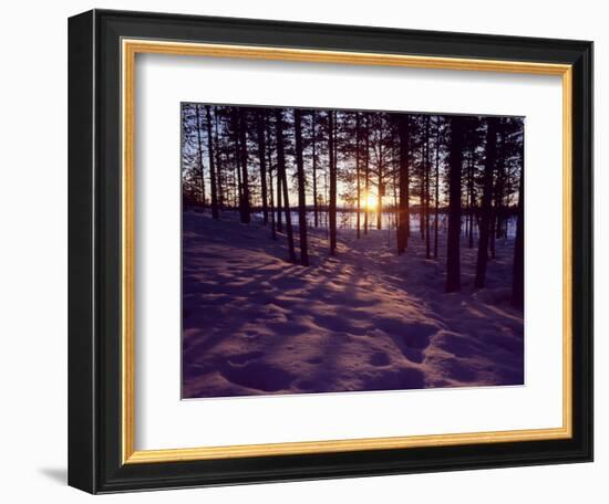 Sunset in Pine Forest in Jekkele, Sweden-Mark Hannaford-Framed Photographic Print