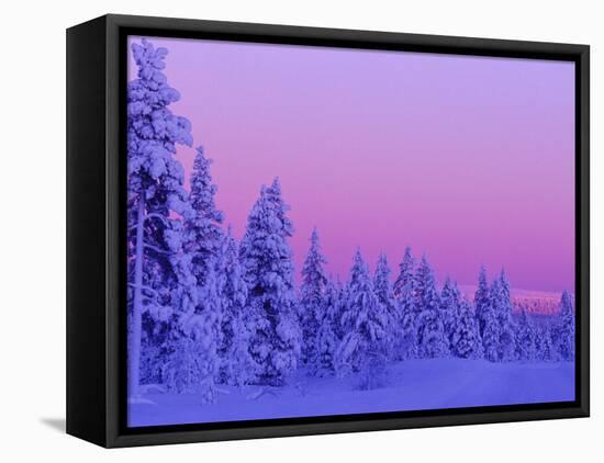 Sunset in the Lappish Winter, Finland-Daisy Gilardini-Framed Premier Image Canvas