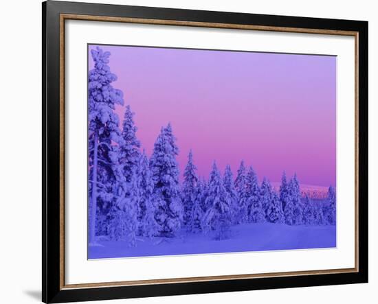 Sunset in the Lappish Winter, Finland-Daisy Gilardini-Framed Photographic Print