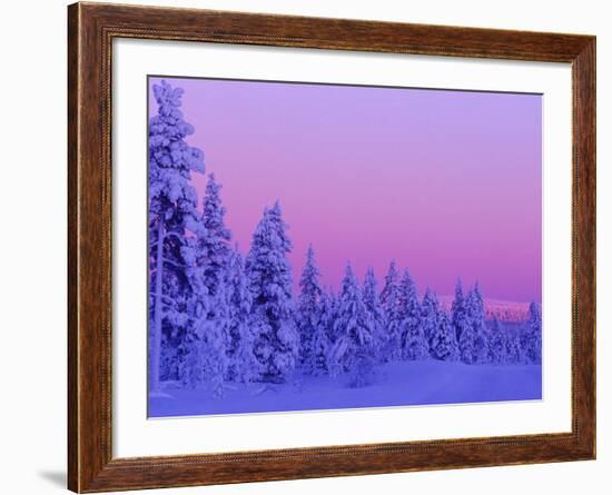 Sunset in the Lappish Winter, Finland-Daisy Gilardini-Framed Photographic Print