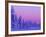 Sunset in the Lappish Winter, Finland-Daisy Gilardini-Framed Photographic Print