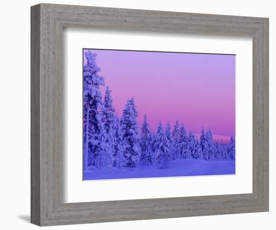 Sunset in the Lappish Winter, Finland-Daisy Gilardini-Framed Photographic Print