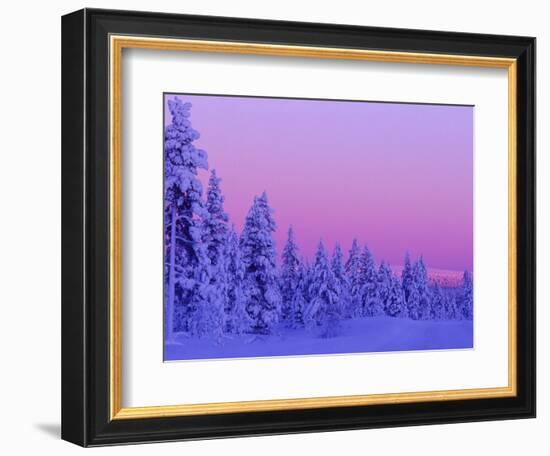 Sunset in the Lappish Winter, Finland-Daisy Gilardini-Framed Photographic Print
