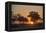 Sunset in the Savuti marsh, Botswana, Africa-Sergio Pitamitz-Framed Premier Image Canvas