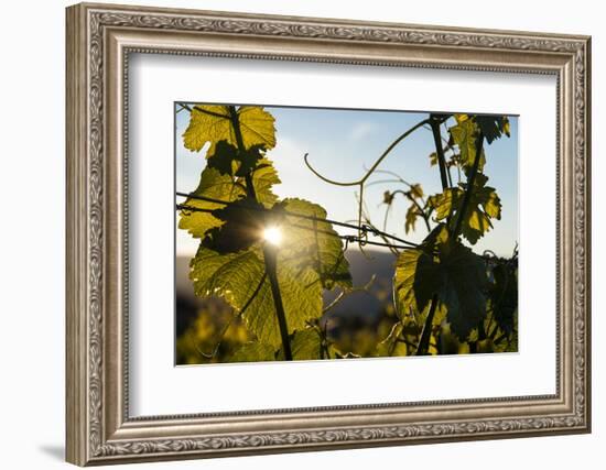 Sunset in Vineyard in the Lake Chelan AVA, Washington, USA-Richard Duval-Framed Photographic Print