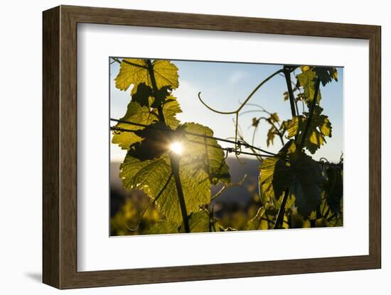 Sunset in Vineyard in the Lake Chelan AVA, Washington, USA-Richard Duval-Framed Photographic Print