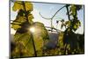 Sunset in Vineyard in the Lake Chelan AVA, Washington, USA-Richard Duval-Mounted Photographic Print