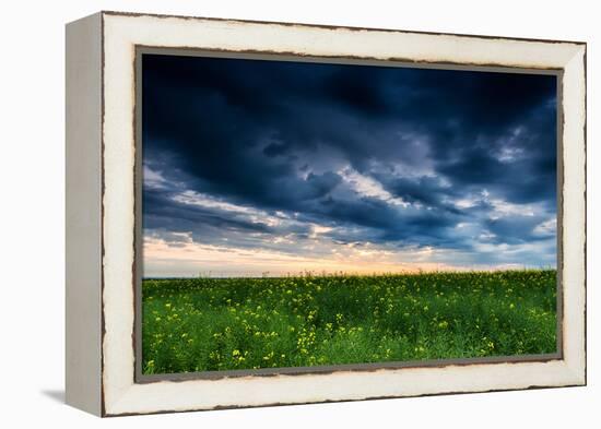 Sunset in Yellow Rapeseed Field-Oleg Saenco-Framed Premier Image Canvas