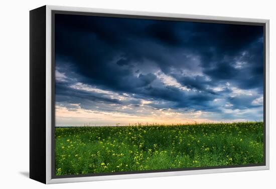 Sunset in Yellow Rapeseed Field-Oleg Saenco-Framed Premier Image Canvas