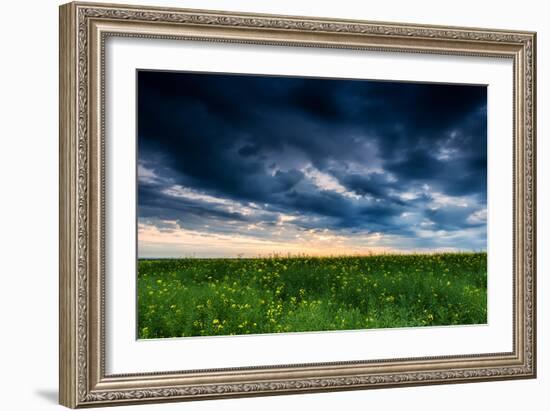 Sunset in Yellow Rapeseed Field-Oleg Saenco-Framed Photographic Print