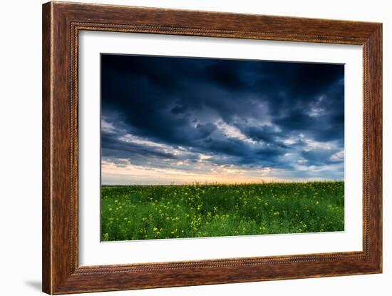 Sunset in Yellow Rapeseed Field-Oleg Saenco-Framed Photographic Print