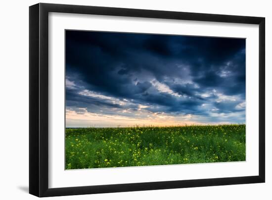 Sunset in Yellow Rapeseed Field-Oleg Saenco-Framed Photographic Print