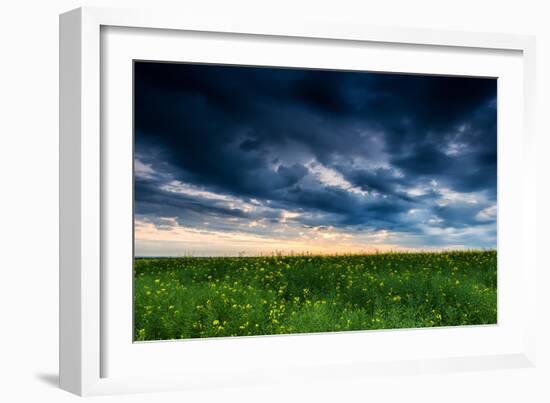 Sunset in Yellow Rapeseed Field-Oleg Saenco-Framed Photographic Print