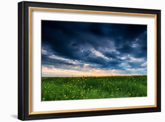 Sunset in Yellow Rapeseed Field-Oleg Saenco-Framed Photographic Print