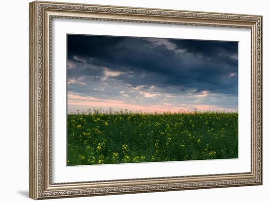 Sunset in Yellow Rapeseed Field-Oleg Saenco-Framed Photographic Print