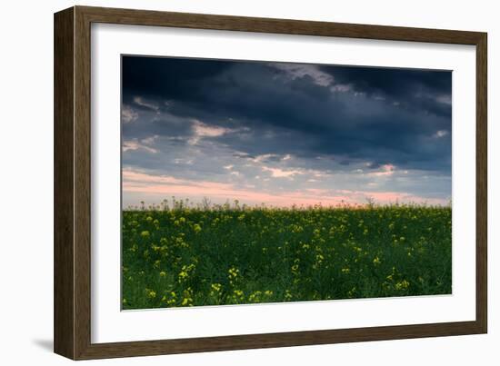 Sunset in Yellow Rapeseed Field-Oleg Saenco-Framed Photographic Print