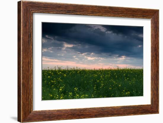 Sunset in Yellow Rapeseed Field-Oleg Saenco-Framed Photographic Print