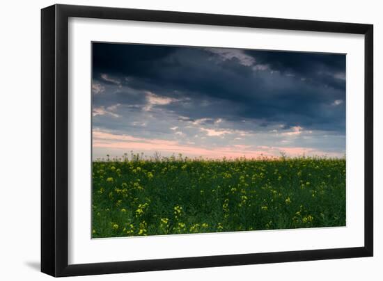 Sunset in Yellow Rapeseed Field-Oleg Saenco-Framed Photographic Print