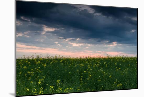 Sunset in Yellow Rapeseed Field-Oleg Saenco-Mounted Photographic Print