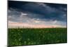 Sunset in Yellow Rapeseed Field-Oleg Saenco-Mounted Photographic Print