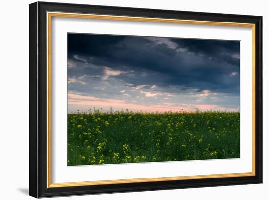 Sunset in Yellow Rapeseed Field-Oleg Saenco-Framed Photographic Print