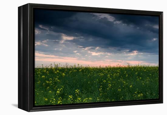 Sunset in Yellow Rapeseed Field-Oleg Saenco-Framed Premier Image Canvas