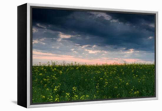 Sunset in Yellow Rapeseed Field-Oleg Saenco-Framed Premier Image Canvas