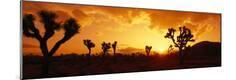 Photographic Print