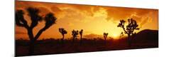 Photographic Print